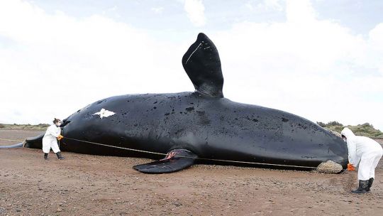 ballenas-muertas:-expertos-creen-que-la-poblacion-se-encuentra-en-un-buen-estado-de-conservacion