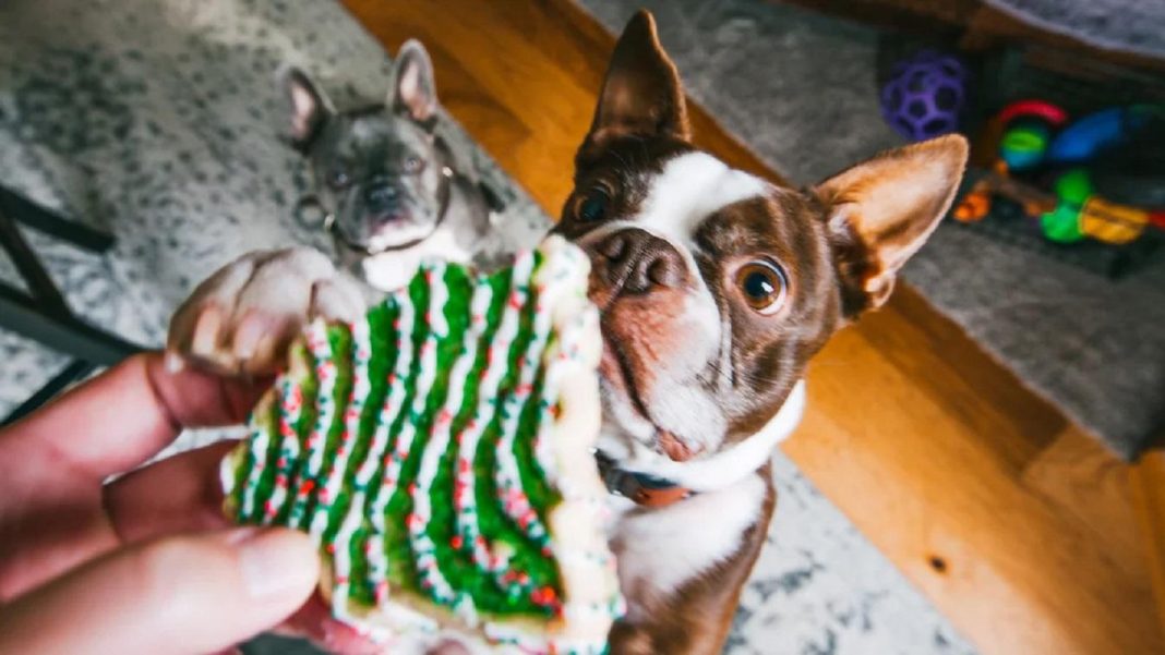 ¿cuales-comidas-deberias-evitar-de-darle-a-tu-perro-en-las-fiestas-de-fin-de-ano?