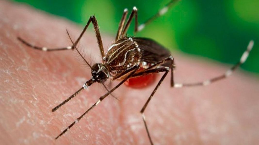 tucuman-supero-los-10-mil-casos-de-dengue
